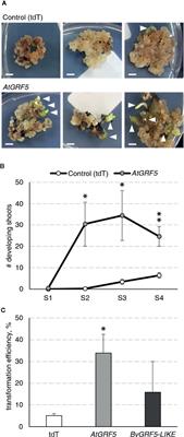 Overexpression of the Transcription Factor GROWTH-REGULATING FACTOR5 Improves Transformation of Dicot and Monocot Species